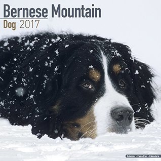 Download Bernese Mountain Dog Calendar - Dog Breed Calendars 2017 - Dog Calendar - Calendars 2016 - 2017 wall calendars - 16 Month Wall Calendar by Avonside - NOT A BOOK file in PDF
