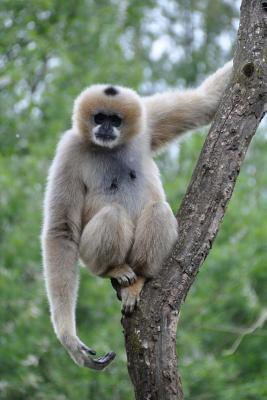 Read A Gibbon on a Tree Monkey Journal: 150 Page Lined Notebook/Diary - NOT A BOOK | ePub
